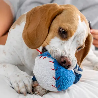 Pet Products