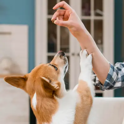 Pet Products