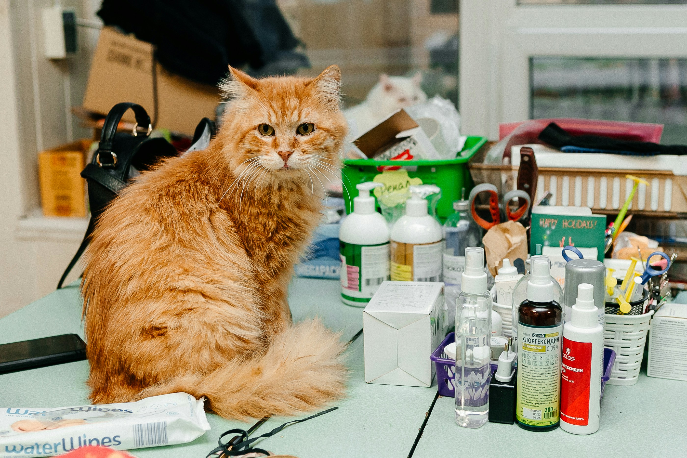 Veterinary care reimagined