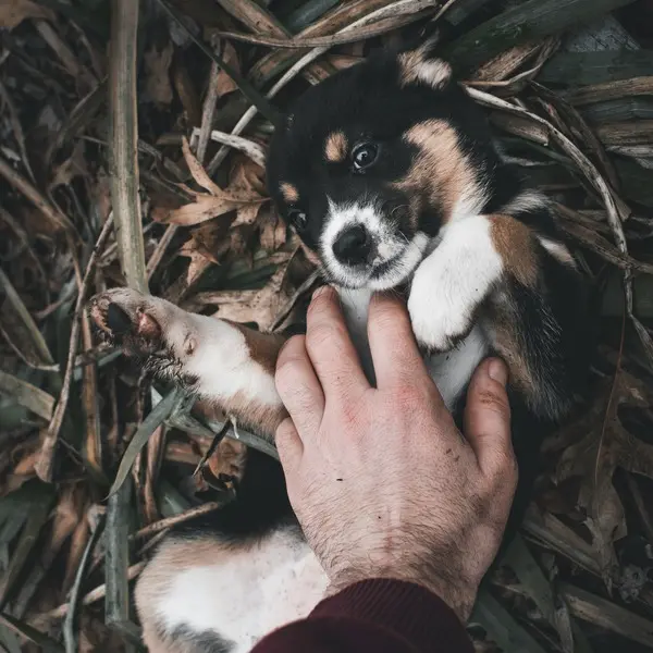 About Rexvets