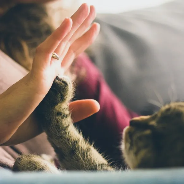 Pet Care
